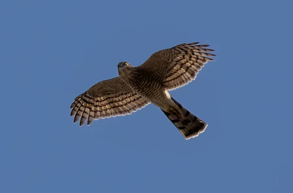 Beautiful Shot Kite Bird Flying Blue Sky — Fotografia de Stock