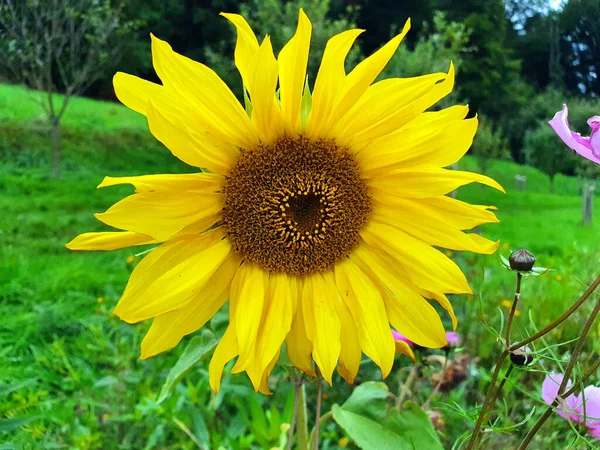 Close Shot Bright Sunflower — Foto Stock