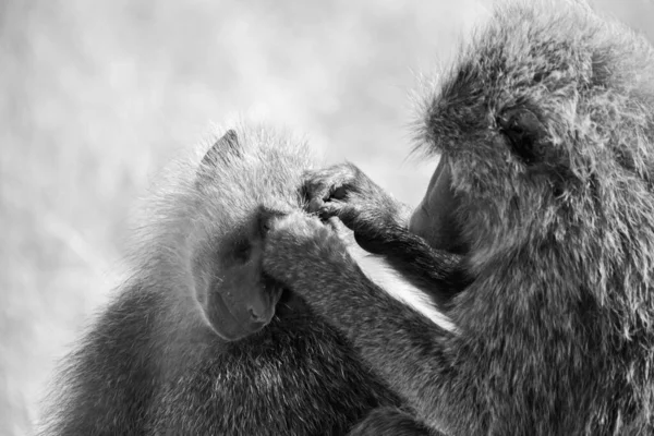 Cute Scene Baboons Grooming Each Other — Stok fotoğraf