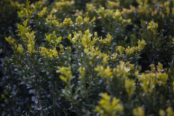 Closeup Green Foliage Buxus Genus Seventy Species Family Buxaceae — стокове фото