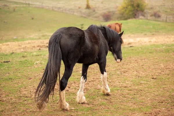 Beautiful Shot Black Horse Farm — Stockfoto