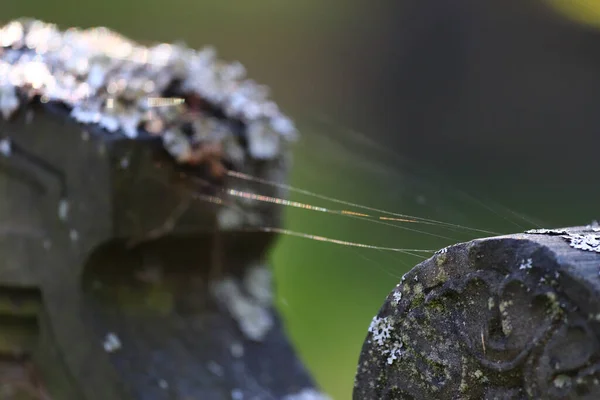 Closeup Old Gravestones Spiderwebs Dry Leaves Them Cemete — 스톡 사진