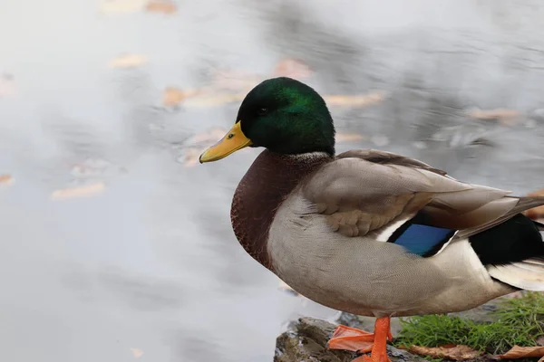 Closeup Cute Mallard Drake Duck Standing Ground Lake Park — Photo