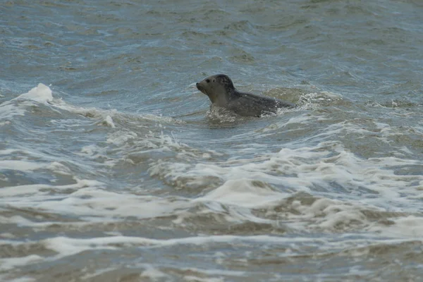 光天化日之下海豹在海里的选择性聚焦点 — 图库照片