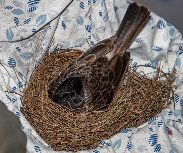 Top View Bird Nest — Stock Fotó