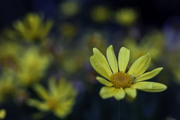 Plan Mise Point Sélectif Une Fleur Jaune Idéal Pour Papier — Photo