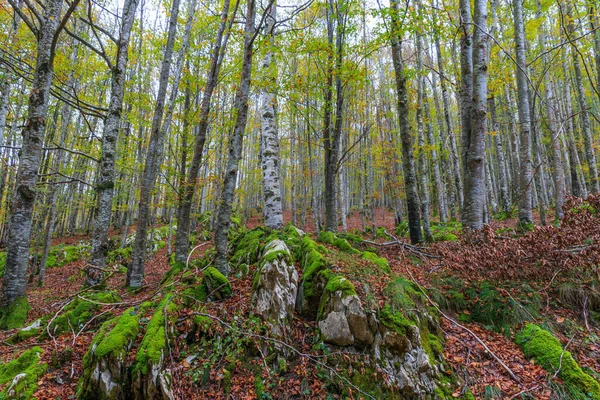 Bosque Abedules Principios Otoño —  Fotos de Stock