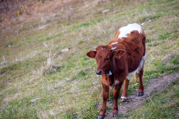 High Angle Shot Brown Cow Meadow — Zdjęcie stockowe