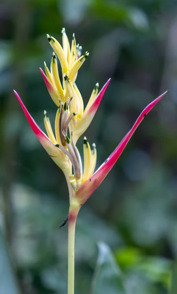 Vertical Shot Blooming Heliconia Flower — Stockfoto