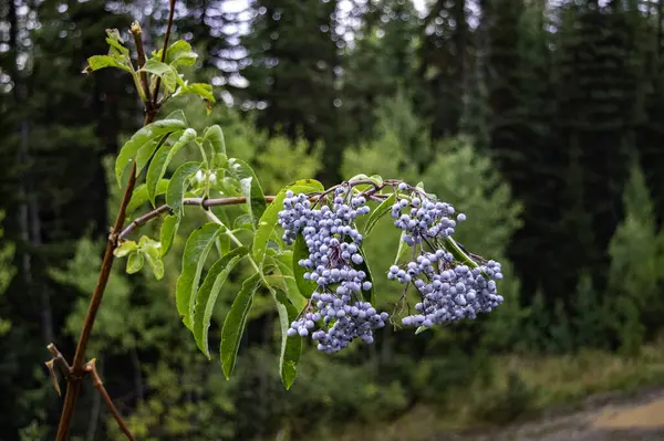 Närbild Växt Skog Dagen — Stockfoto