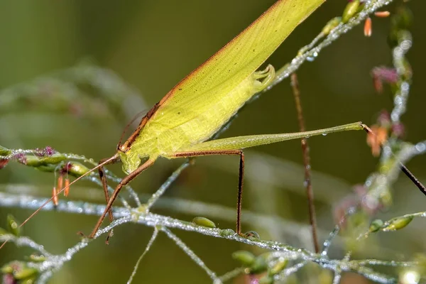 Selective Focus Shot Grasshopper Perched Plant — Stock Photo, Image