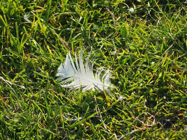 Closeup Feather Grassy Ground — Zdjęcie stockowe
