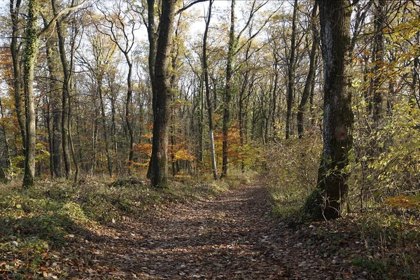 Path Surrounded Autumn Trees Forrest — Foto Stock