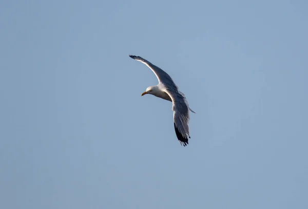 Low Angle Shot Seagull Sky — Fotografia de Stock