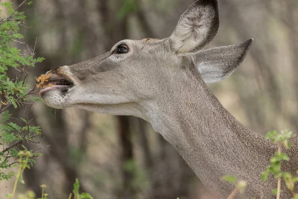 Closeup Beautiful White Tail Deer Field — ストック写真