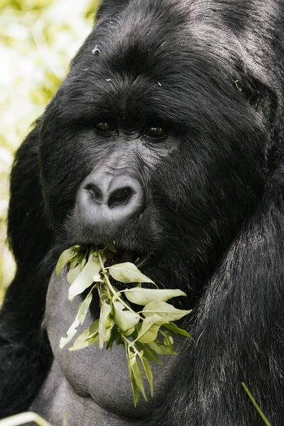 Vertical Portrait Wild Mountain Gorilla Uganda — Stock Photo, Image