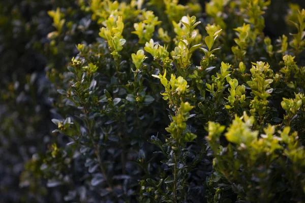 Primer Plano Del Follaje Verde Buxus Género Unas Setenta Especies —  Fotos de Stock