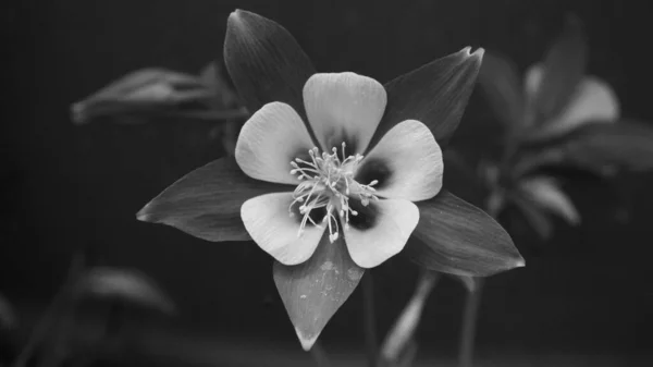 Grayscale Selective Focus Shot Blooming Flower — Stok fotoğraf