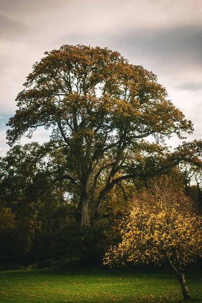 Big Growing Oak Tree Countryside — Fotografia de Stock