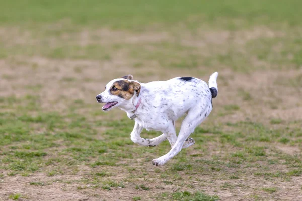 Милий Білий Навчений Собака Біжить Полі — стокове фото