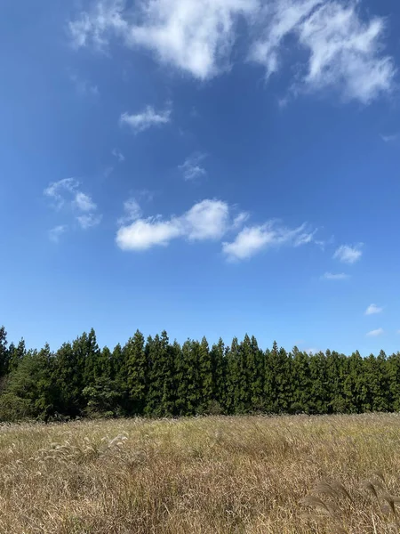 Вертикальний Знімок Поля Зеленими Деревами Фоні — стокове фото