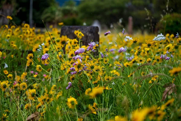 Closeup Shot Grave Surrounded Yellow Purple Flowers — Stockfoto