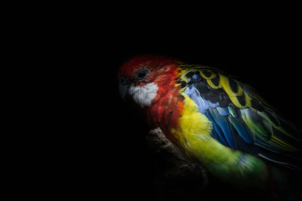 Detailní Záběr Barevného Papouška Izolovaného Černém Pozadí — Stock fotografie