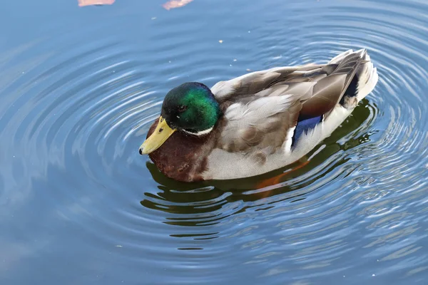 Closeup Shot Mallard Duck Swimming Lake Garden — Stockfoto