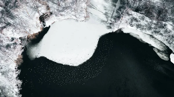 Aerial Shot Flock Ducks Lake Surrounded Frozen Shore Forestin Winter — Stok fotoğraf