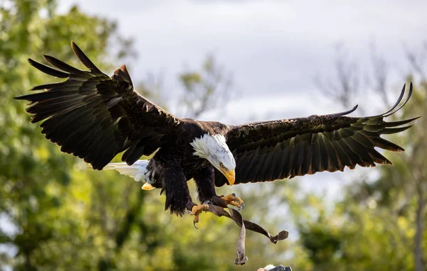 Closeup Bald Eagle Flying — ストック写真