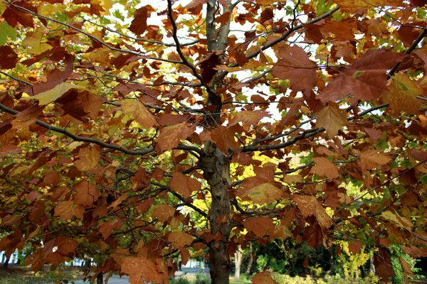 Shot Beautiful Autumn Colors Herastrau Gardens Bucharest Romania — Photo