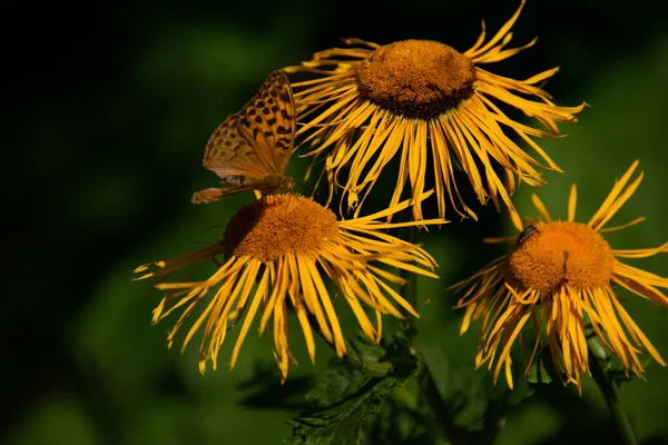 黄色のイヌラの花に美しい蝶のクローズアップショット — ストック写真