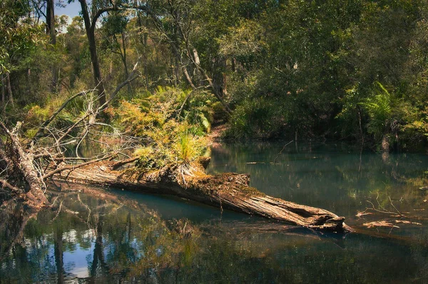 Rośliny Paprocie Rosnące Kłębie Które Wpadły Australijskiego Potoku — Zdjęcie stockowe