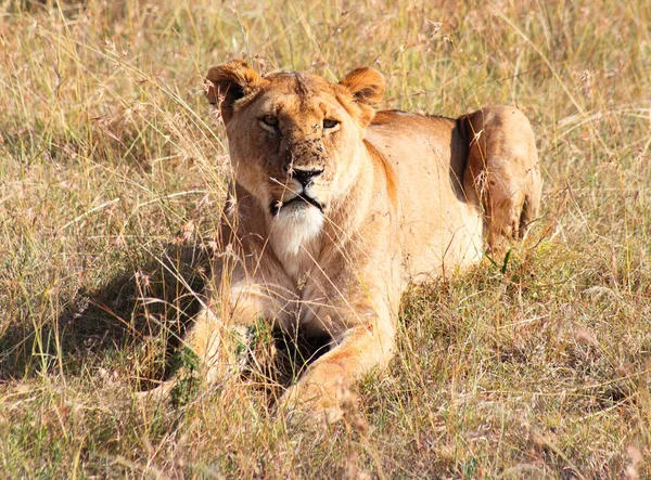 Lioness Looking Camera Kenya Masai Mara Reserve — Fotografia de Stock