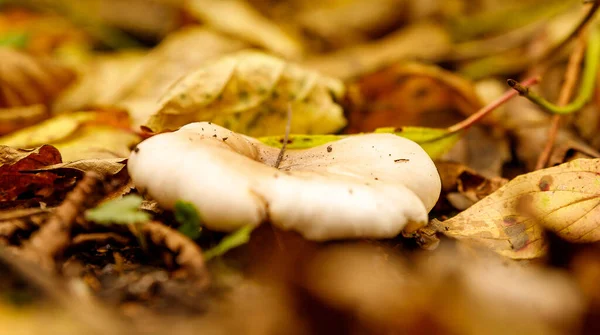 Selective Focus Shot Aspen Mushroom Surrounded Autumnal Leaves — стоковое фото