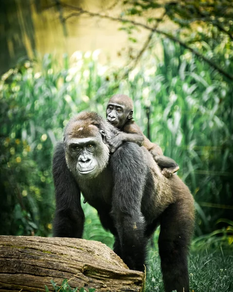 Enfoque Selectivo Gorila Con Bebé — Foto de Stock