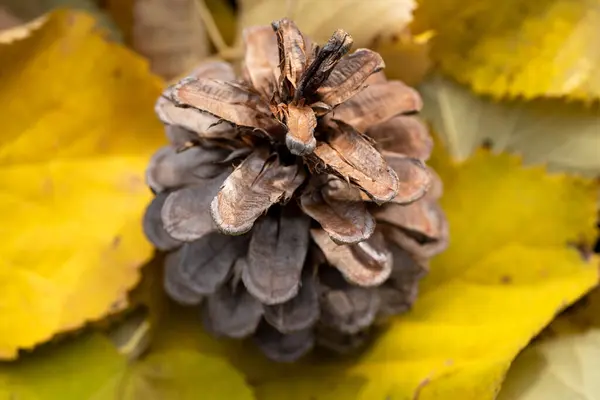 Closeup Brown Pine Cone Blue Surface Background — Stockfoto