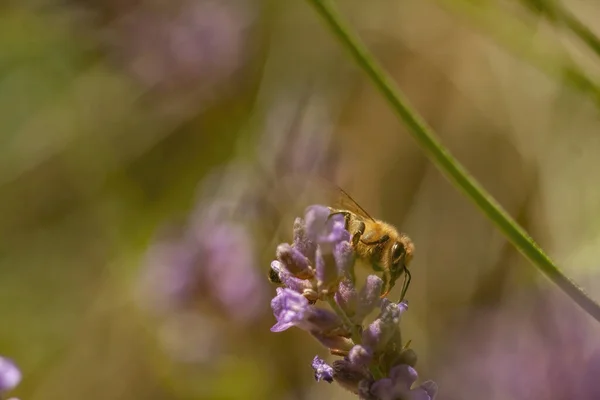 Closeup Shot Bee Flower Garden — Stok fotoğraf