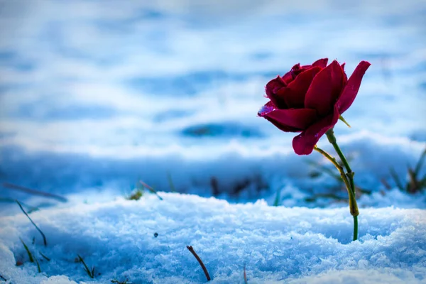 Beautiful View Red Rose Snow — Zdjęcie stockowe