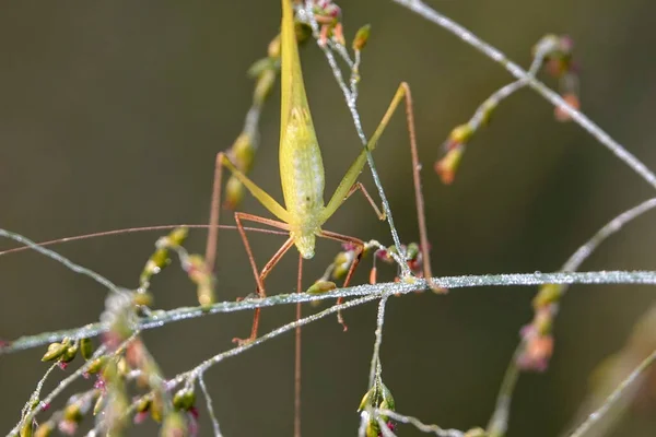 Selective Focus Shot Grasshopper Perched Plant — Stock Fotó