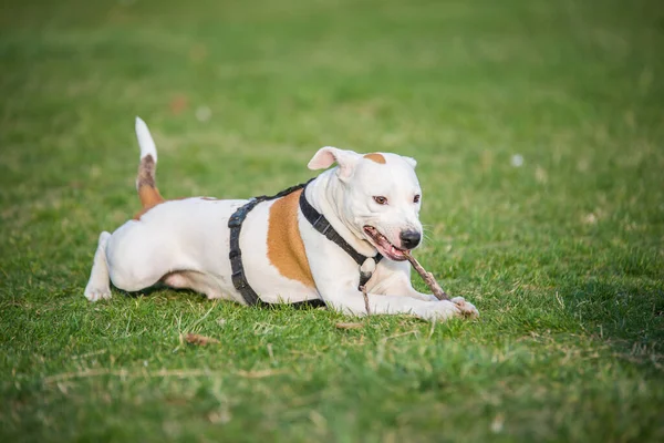 Selective Focus Shot American Staffordshire Terrier Lying Grassy Outdoors — Stock Photo, Image