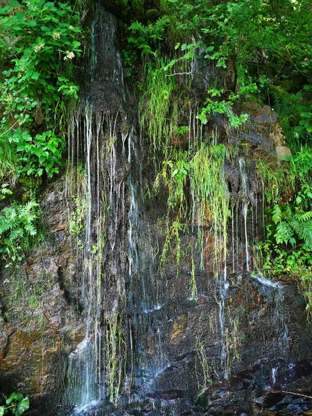 Vertical Shot Waterfall Forest — Stock fotografie