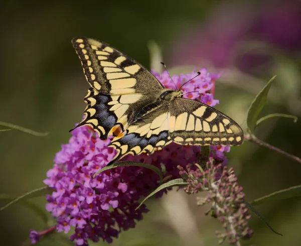 美しいクイーンズのページ蝶のマクロ Papilio Machaon — ストック写真
