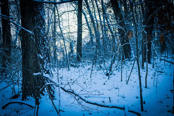 Uma Bela Vista Uma Paisagem Inverno Com Árvores Cobertas Neve — Fotografia de Stock