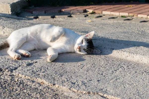 一只猫躺在阳光下 — 图库照片