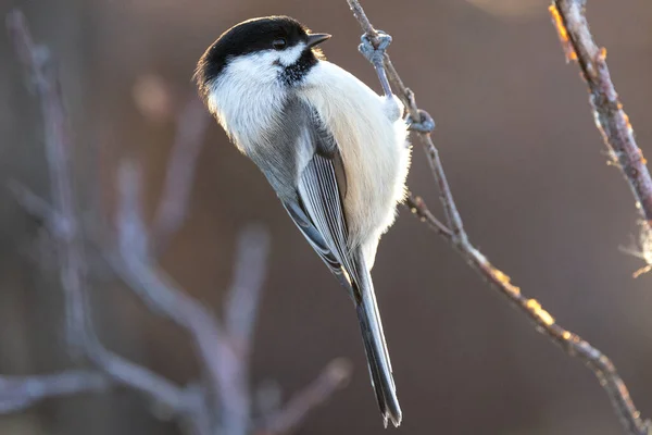 Closeup Shot Willow Tit Perched Twig — Zdjęcie stockowe