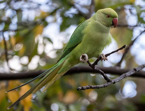 Shallow Focus Green Newton Parakeet Parrot — Stock fotografie