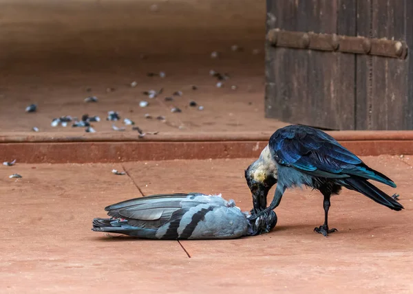 Cuervo Comiendo Una Paloma Muerta — Foto de Stock