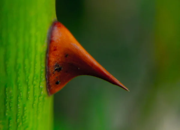Macro Shot Orange Thorn Green Plant — 스톡 사진