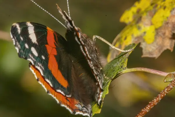 Closeup Shot Beautiful Butterfly Natur — Φωτογραφία Αρχείου